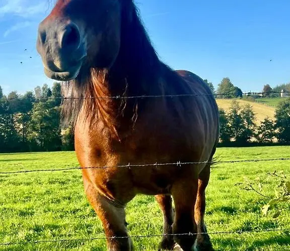 La Maison Attila En Ardennes * Libin